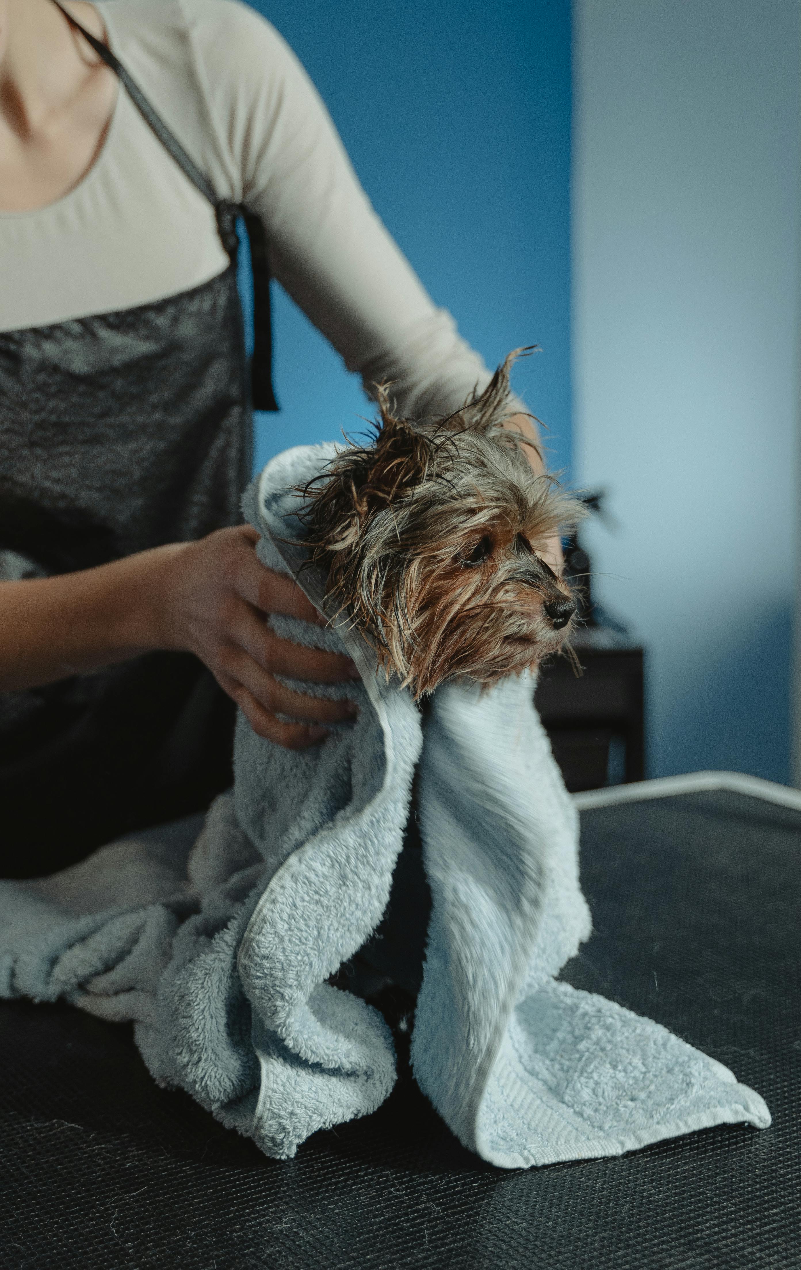 Professional pet grooming