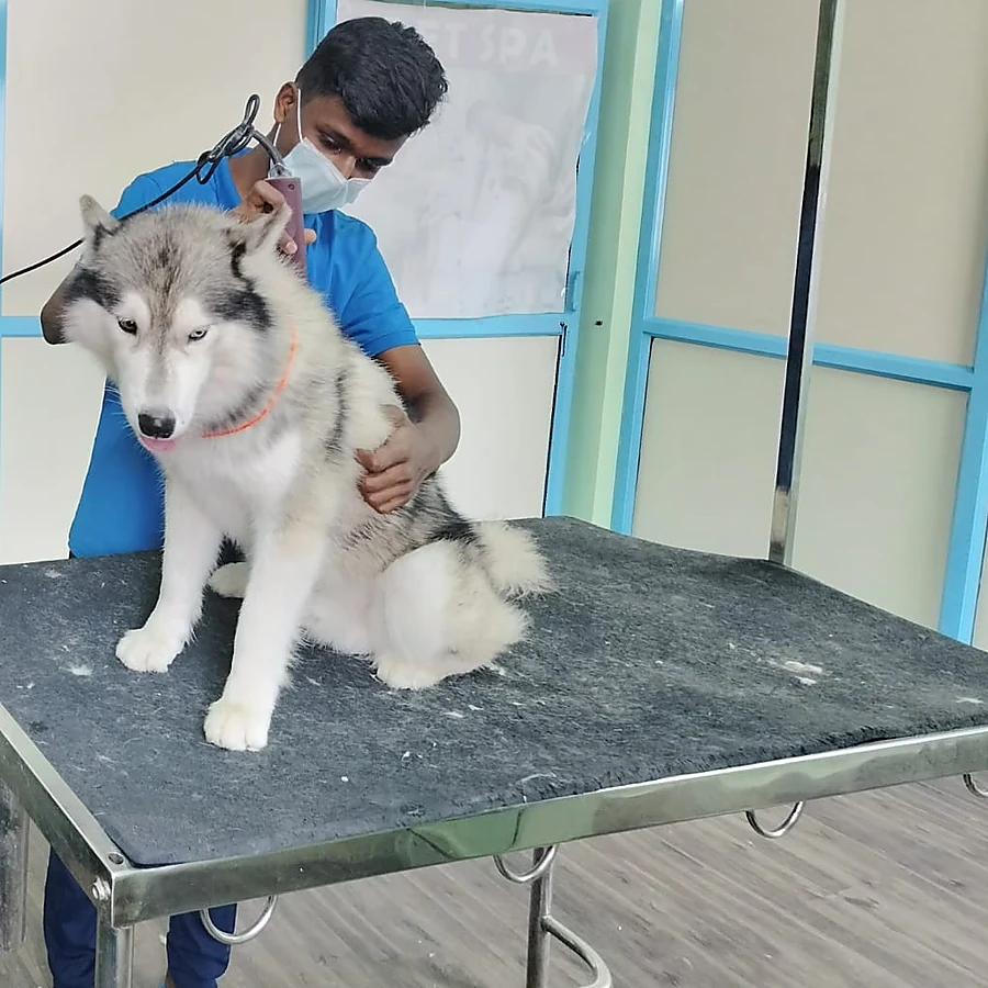 Pet grooming at HiTech Pets