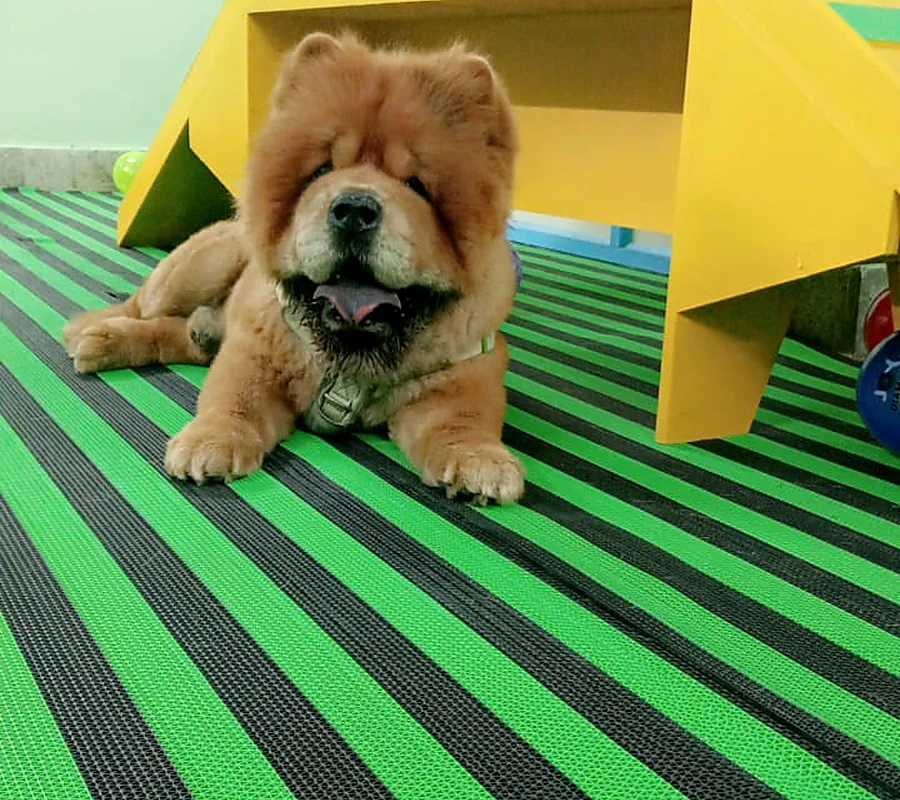 Pet play and care area